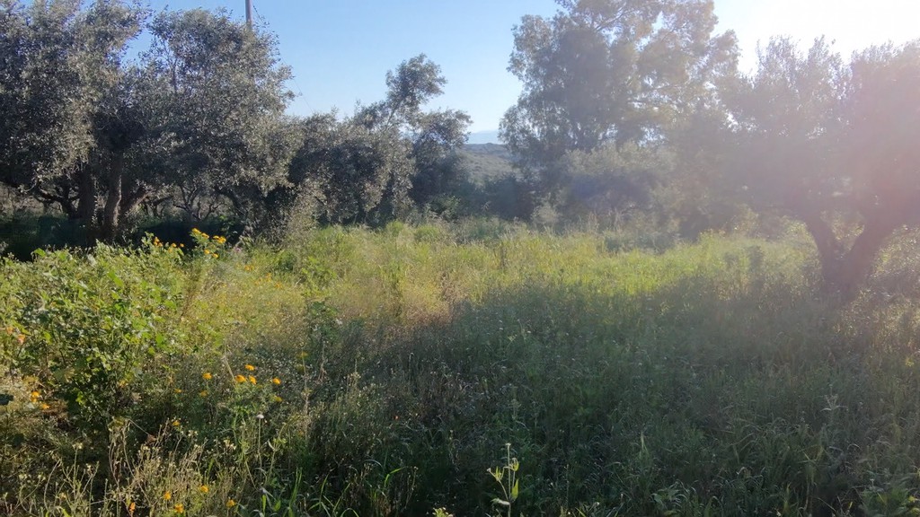 Οικόπεδο 1.000 τ.μ. πρός πώληση, Μεσσηνία, Κορώνη