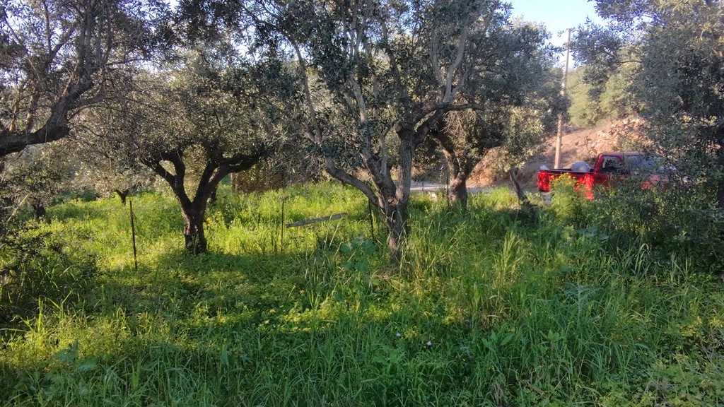 Οικόπεδο 1.000 τ.μ. πρός πώληση, Μεσσηνία, Κορώνη