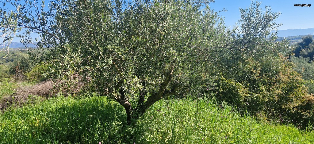 Αγροτεμάχια 15.000 τ.μ. πρός πώληση, Μεσσηνία, Βουφράδα