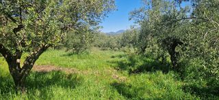 Αγροτεμάχια 15.000 τ.μ. για πώληση, Μεσσηνία, Βουφράδα-thumb-2