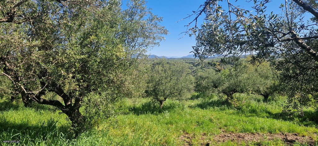 Αγροτεμάχια 15.000 τ.μ. πρός πώληση, Μεσσηνία, Βουφράδα