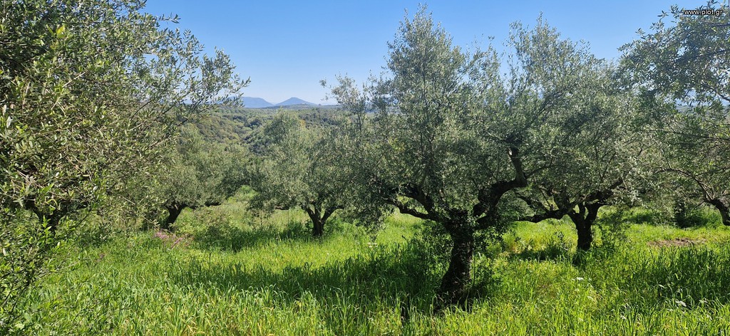 Αγροτεμάχια 15.000 τ.μ. πρός πώληση, Μεσσηνία, Βουφράδα