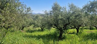 Αγροτεμάχια 15.000 τ.μ. για πώληση, Μεσσηνία, Βουφράδα-thumb-4