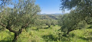 Αγροτεμάχια 15.000 τ.μ. για πώληση, Μεσσηνία, Βουφράδα-thumb-5