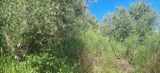 Αγροτεμάχια 15.000 τ.μ. για πώληση, Μεσσηνία, Βουφράδα-thumb-8