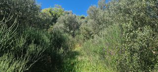Αγροτεμάχια 15.000 τ.μ. για πώληση, Μεσσηνία, Βουφράδα-thumb-9