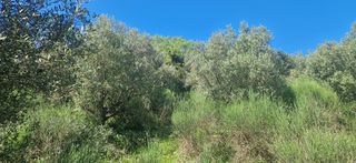 Αγροτεμάχια 15.000 τ.μ. για πώληση, Μεσσηνία, Βουφράδα-thumb-10