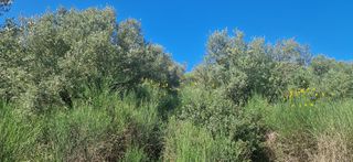 Αγροτεμάχια 15.000 τ.μ. για πώληση, Μεσσηνία, Βουφράδα-thumb-11