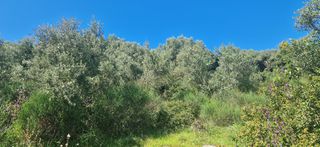 Αγροτεμάχια 15.000 τ.μ. για πώληση, Μεσσηνία, Βουφράδα-thumb-12
