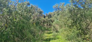 Αγροτεμάχια 15.000 τ.μ. για πώληση, Μεσσηνία, Βουφράδα-thumb-14