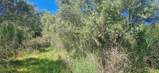 Αγροτεμάχια 15.000 τ.μ. για πώληση, Μεσσηνία, Βουφράδα-thumb-17