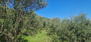 Αγροτεμάχια 15.000 τ.μ. για πώληση, Μεσσηνία, Βουφράδα-thumb-20