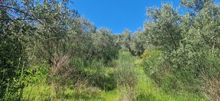Αγροτεμάχια 15.000 τ.μ. για πώληση, Μεσσηνία, Βουφράδα-thumb-22