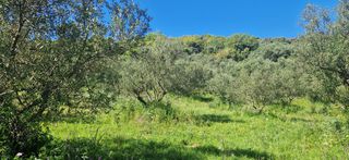 Αγροτεμάχια 15.000 τ.μ. για πώληση, Μεσσηνία, Βουφράδα-thumb-25