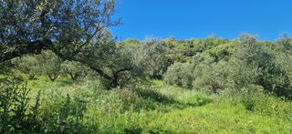 Αγροτεμάχια 15.000 τ.μ. για πώληση, Μεσσηνία, Βουφράδα-thumb-26