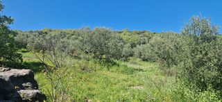 Αγροτεμάχια 15.000 τ.μ. για πώληση, Μεσσηνία, Βουφράδα-thumb-27