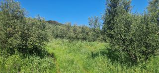 Αγροτεμάχια 15.000 τ.μ. για πώληση, Μεσσηνία, Βουφράδα-thumb-28
