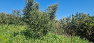 Αγροτεμάχια 15.000 τ.μ. για πώληση, Μεσσηνία, Βουφράδα-thumb-29