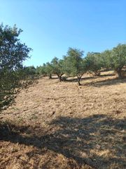 Αγροτεμάχια 15.000 τ.μ. για πώληση, Μεσσηνία, Βουφράδα-thumb-33