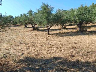 Αγροτεμάχια 15.000 τ.μ. για πώληση, Μεσσηνία, Βουφράδα-thumb-35