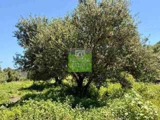 Οικόπεδο 516 τ.μ. για πώληση, Ν. Χανίων, Κολυμβάρι-thumb-4