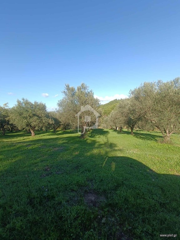 Αγροτεμάχια 69.309 τ.μ. προς πώληση, Καλλιθέα Αλίφειρας