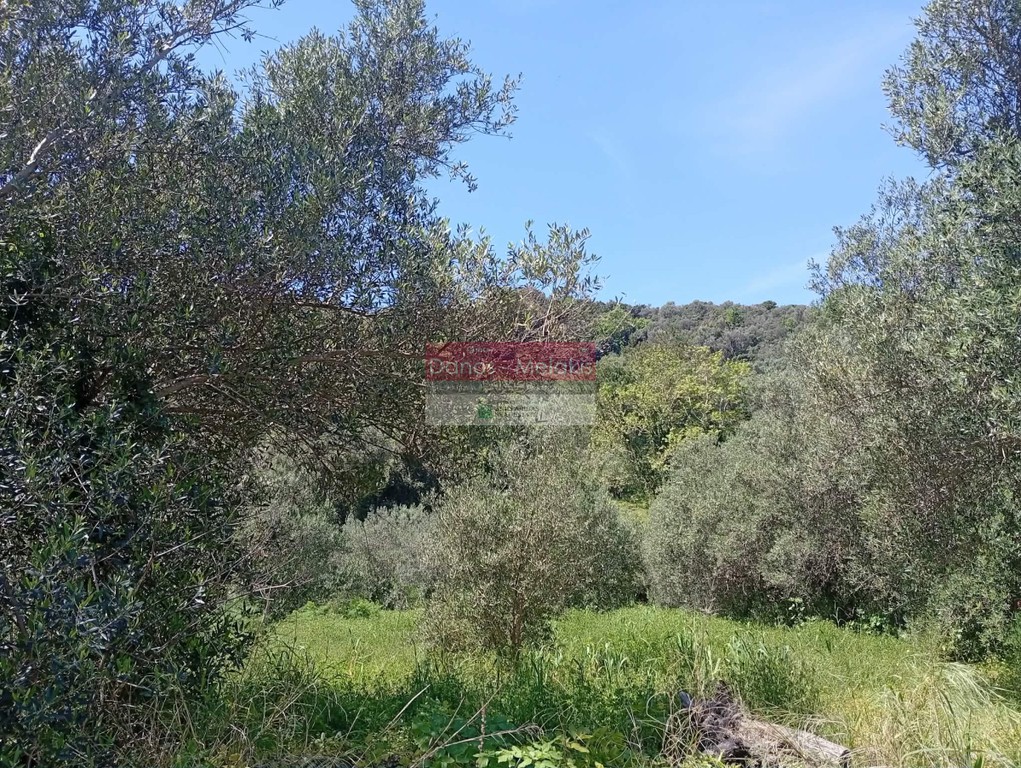 Αγροτεμάχια 11.070 τ.μ. προς πώληση, Ζουνάκι