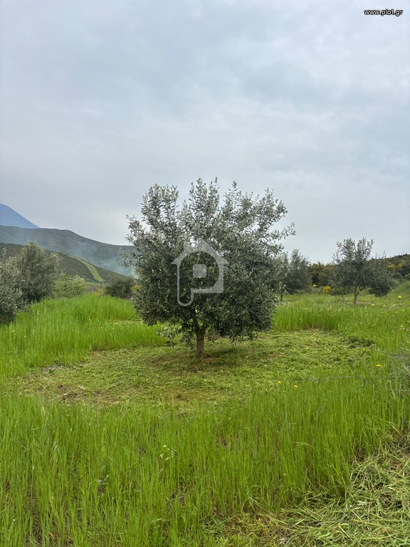 Αγροτεμάχια 74.867 τ.μ. προς πώληση, Άγιος Βλάσιος Χαιρώνειας