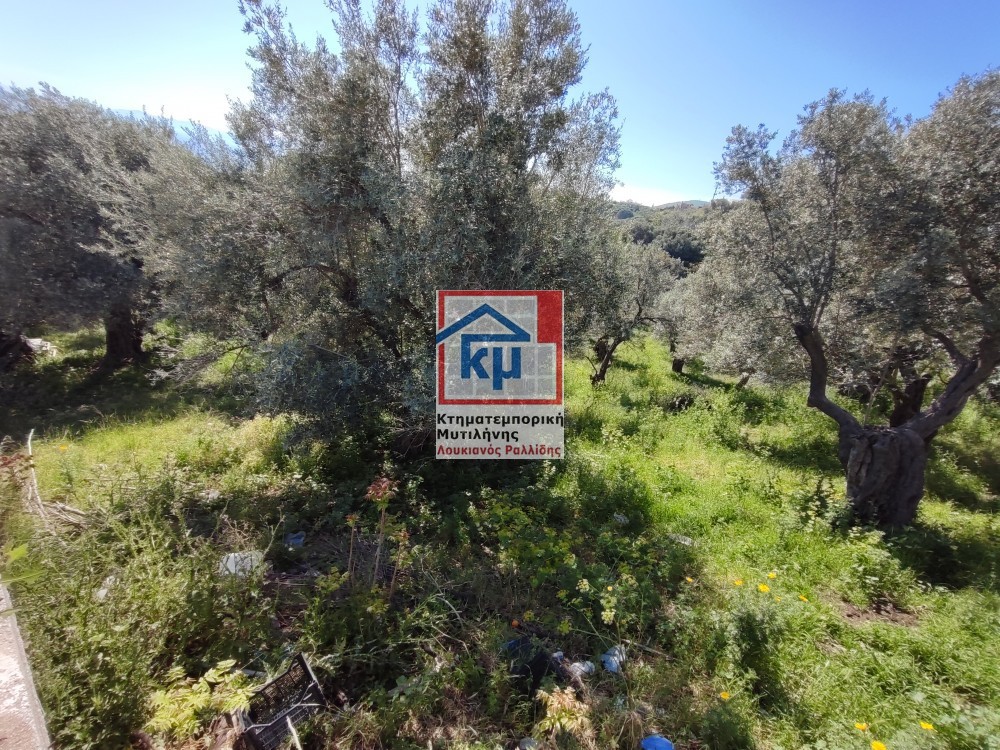 Οικόπεδο 6.304 τ.μ. πρός πώληση, Ν. Λέσβου, Λέσβος - Μυτιλήνη