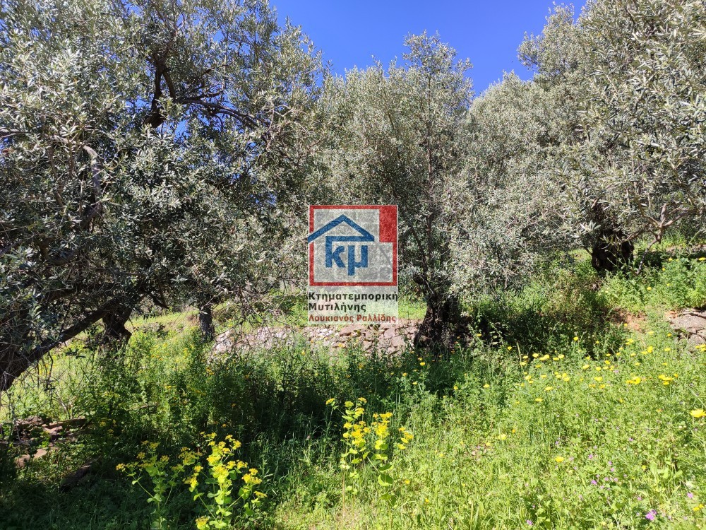 Οικόπεδο 6.304 τ.μ. πρός πώληση, Ν. Λέσβου, Λέσβος - Μυτιλήνη