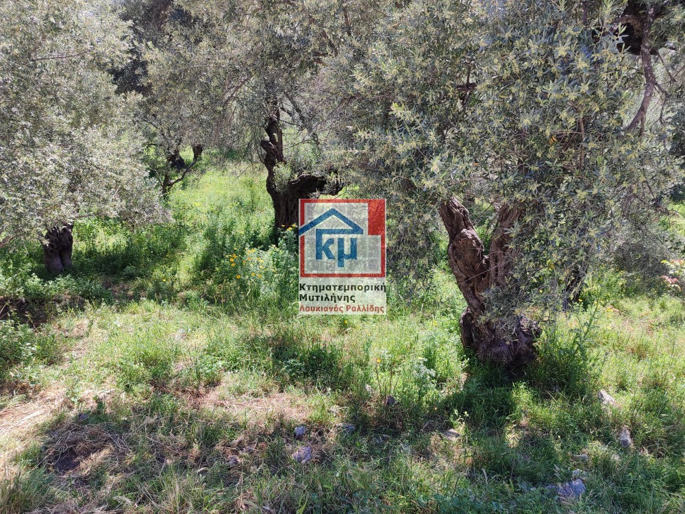 Οικόπεδο 6.304 τ.μ. πρός πώληση, Ν. Λέσβου, Λέσβος - Μυτιλήνη