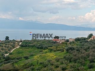 Αγροτεμάχια 2.137 τ.μ. για πώληση