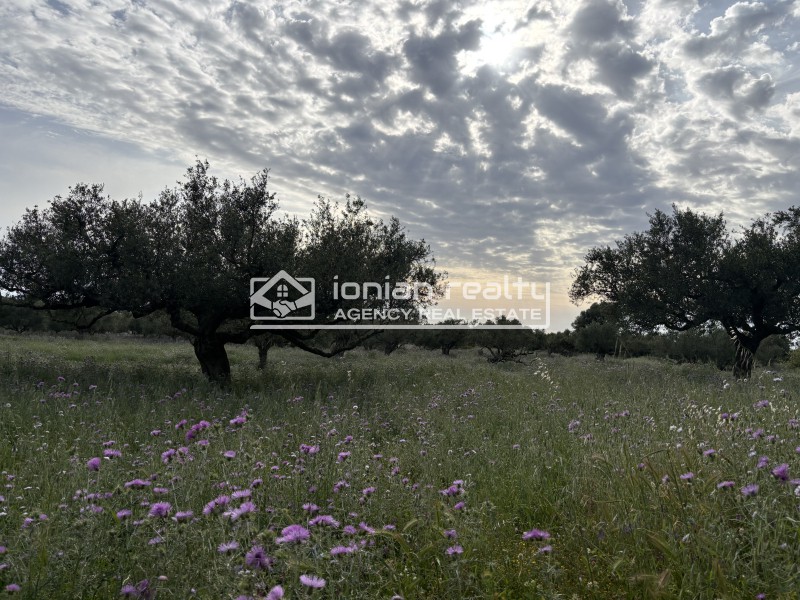 Οικόπεδο 8.091 τ.μ. προς πώληση, Αρτεμίσιο Ζακύνθου