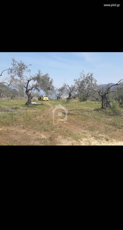 Αγροτεμάχια 15.000 τ.μ. προς πώληση, Αγία Μαρίνα Πτελεού