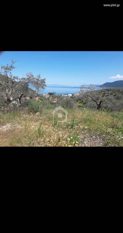 Αγροτεμάχια 15.000 τ.μ. προς πώληση, Αγία Μαρίνα Πτελεού