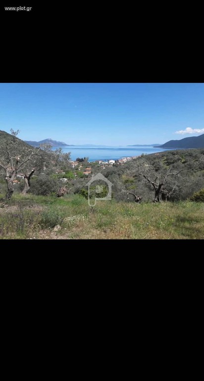 Αγροτεμάχια 15.000 τ.μ. προς πώληση, Αγία Μαρίνα Πτελεού