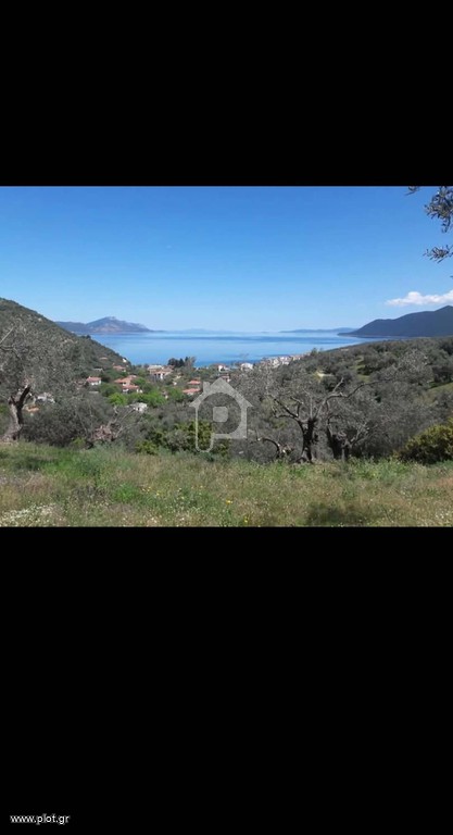 Αγροτεμάχια 15.000 τ.μ. προς πώληση, Αγία Μαρίνα Πτελεού