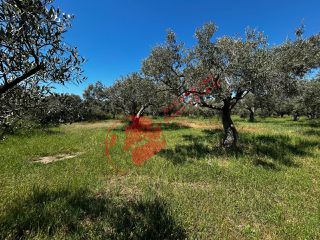 Αγροτεμάχια 2.331 τ.μ. για πώληση