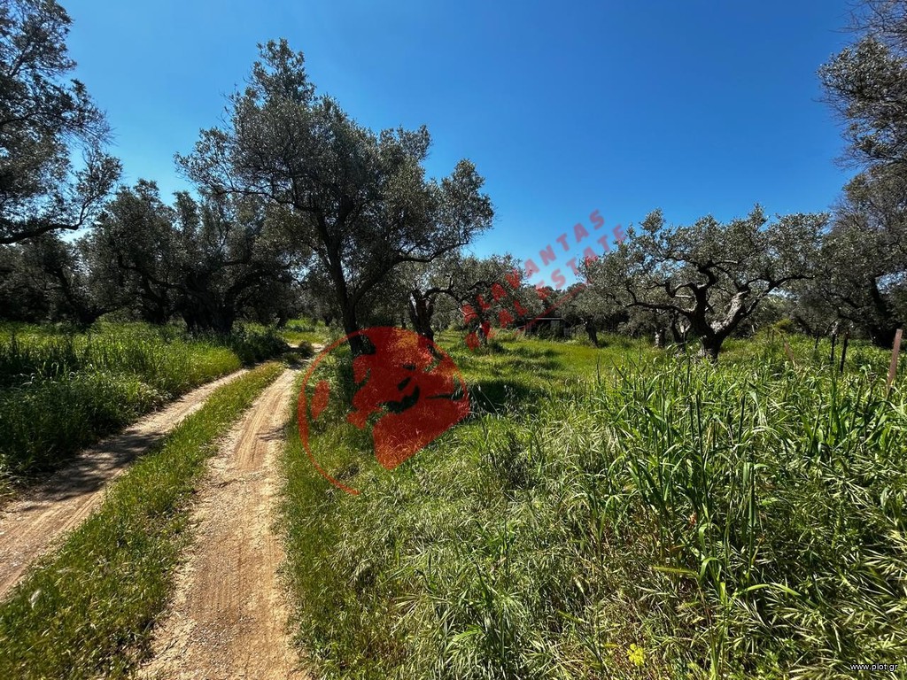Αγροτεμάχια 2.331 τ.μ. πρός πώληση, Εβρος, Αλεξανδρούπολη