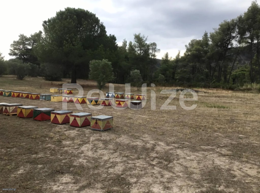 Αγροτεμάχια 16.000 τ.μ. προς πώληση, Σάρτη