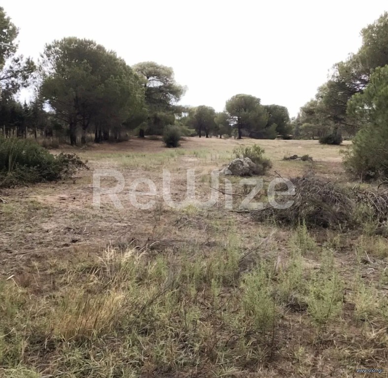 Αγροτεμάχια 16.000 τ.μ. προς πώληση, Σάρτη