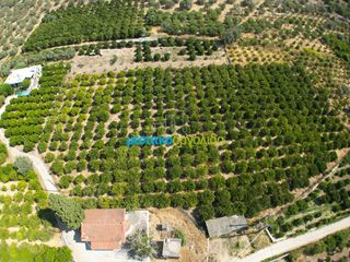 Αγροτεμάχια 7.438,15 τ.μ. για πώληση