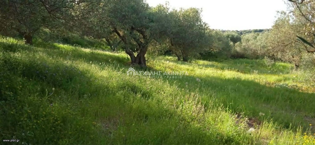 Αγροτεμάχια 2.500 τ.μ. προς πώληση, Αγία Σεμνή