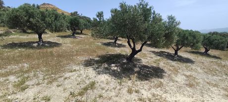 Αγροτεμάχια 1.947 τ.μ. για πώληση