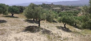 Αγροτεμάχια 1.947 τ.μ. για πώληση, Ν. Ηρακλείου, Μοίρες-thumb-5