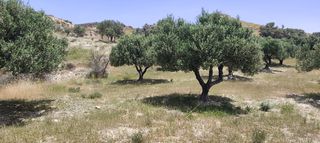Αγροτεμάχια 1.947 τ.μ. για πώληση, Ν. Ηρακλείου, Μοίρες-thumb-6