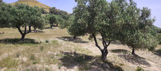 Αγροτεμάχια 1.947 τ.μ. για πώληση, Ν. Ηρακλείου, Μοίρες-thumb-7