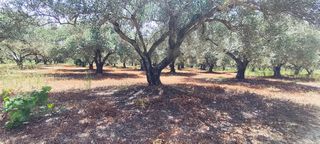Αγροτεμάχια 1.209 τ.μ. για πώληση, Ν. Ηρακλείου, Μοίρες-thumb-3