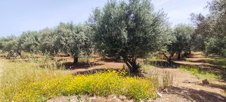 Αγροτεμάχια 1.209 τ.μ. για πώληση