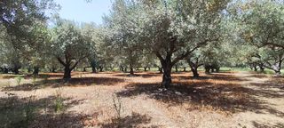 Αγροτεμάχια 1.209 τ.μ. για πώληση, Ν. Ηρακλείου, Μοίρες-thumb-7